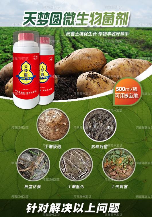 沃豐施敢當與天夢圓 復合微生物菌劑護航大田果蔬的健康栽培